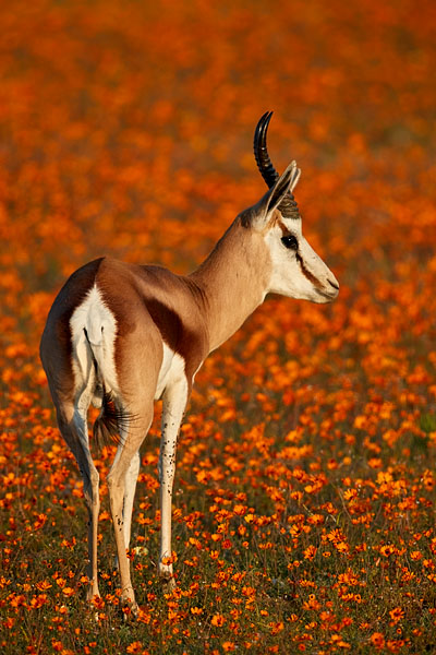 Springbok