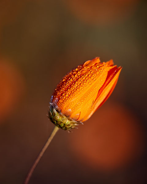 Glansooggousblom or Glossy-Eyed Mountain Daisy