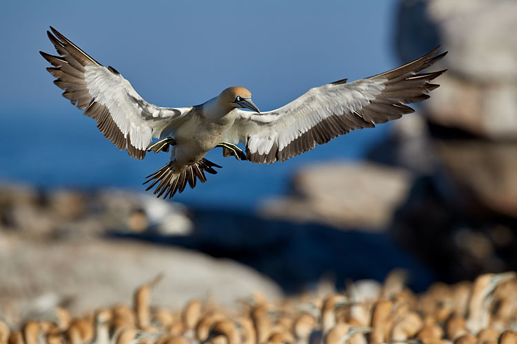 Cape Gannet