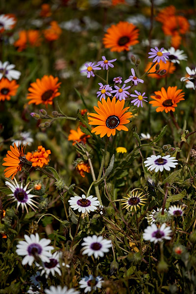 Wildflowers
