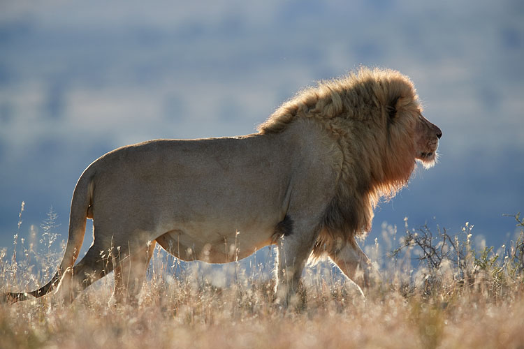 Lion