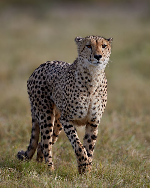 Cheetah