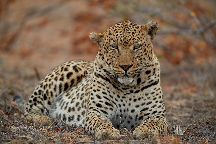 Leopard