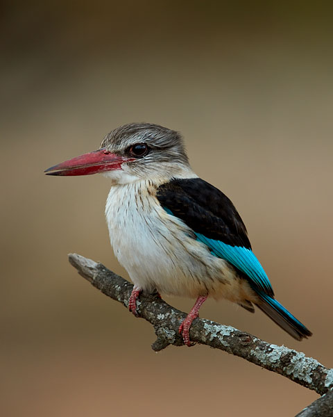 Brown-Hooded Kingfisher