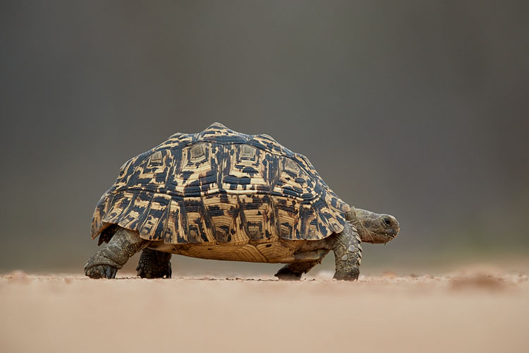 Leopard Tortoise