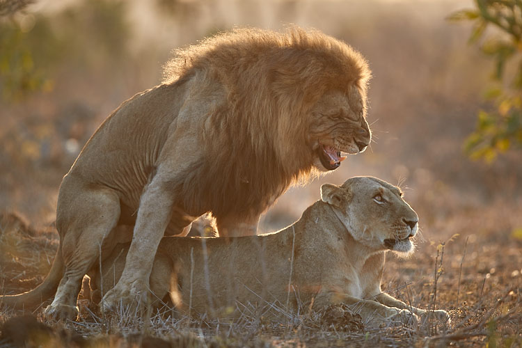 Lions Mating