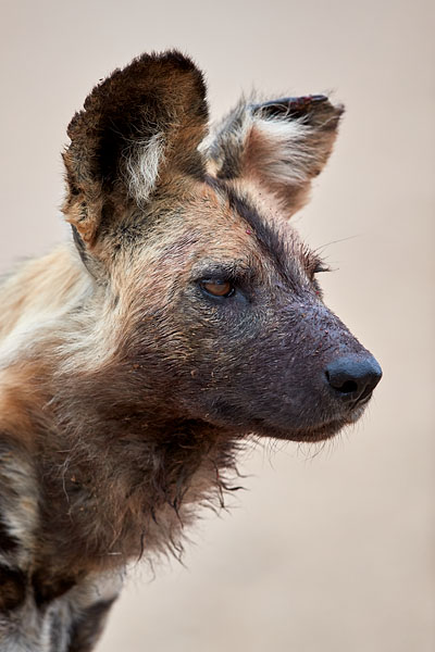 African Wild Dog