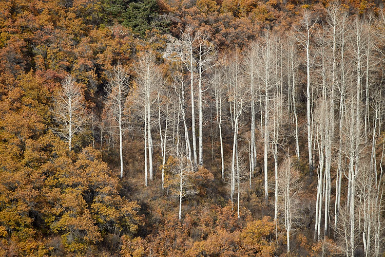 Bare Aspen