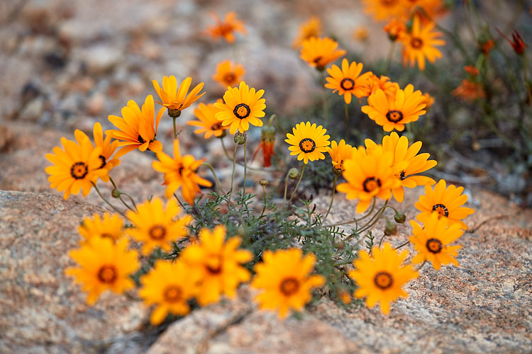Namaqualand Daisy