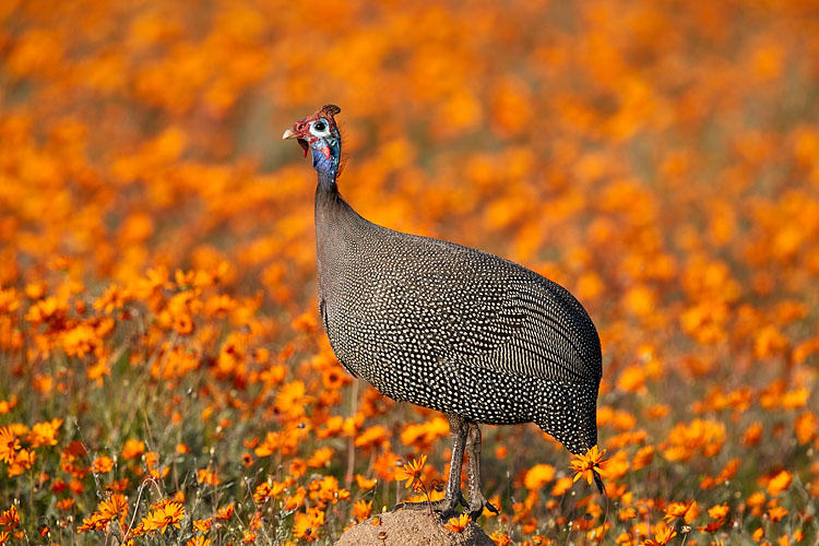 Helmeted Guineafowl Among Orange Wildflowers