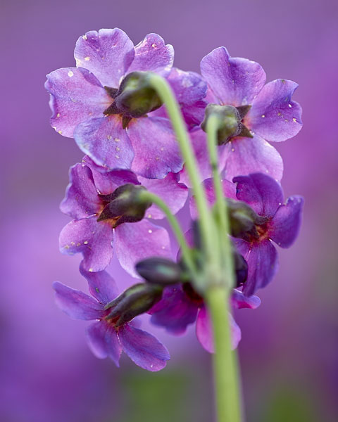 Parry's Primrose Posterior