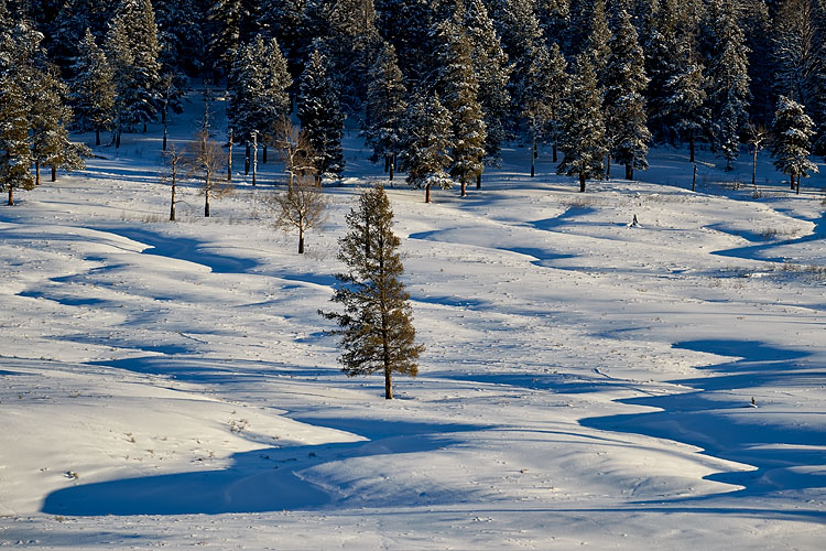 Snow-Covered Hillside