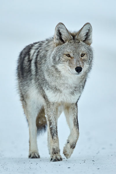 Coyote