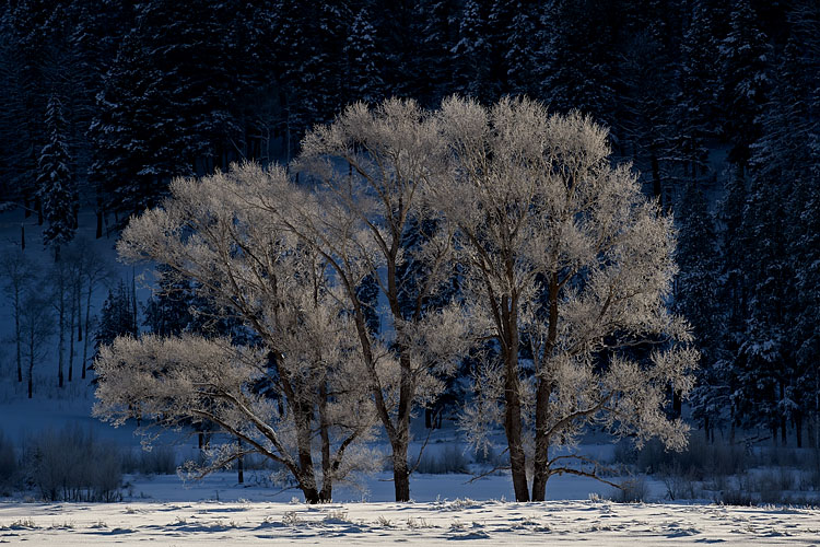 Frosty Trees