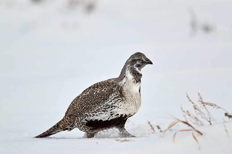 Greater Sage-Grouse