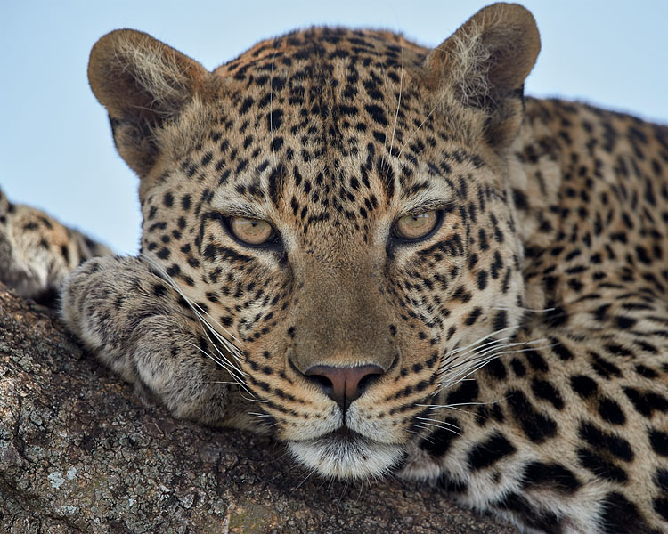 Leopard