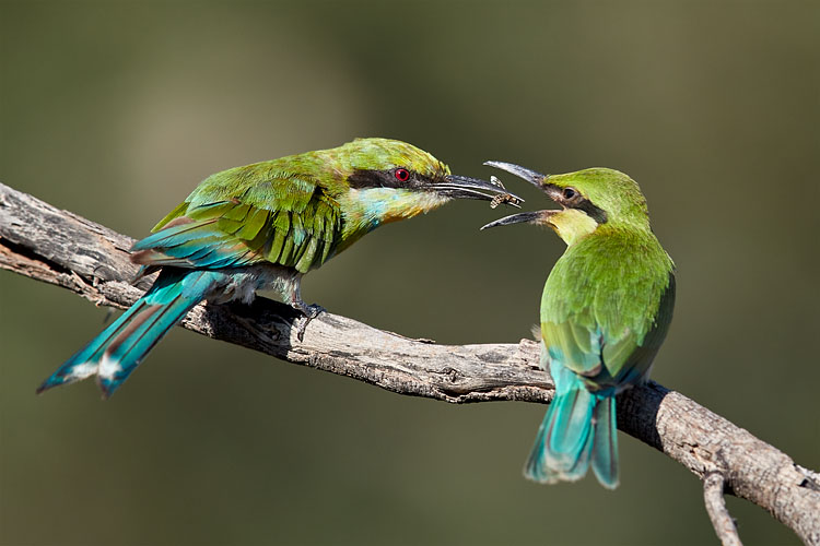 Swallow-Tailed Bee-Eater