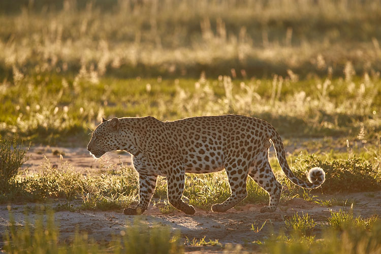 Leopard