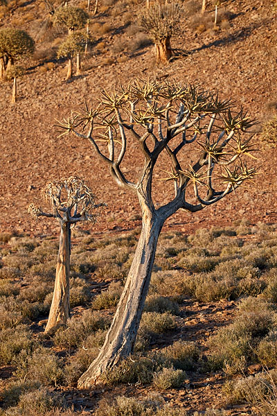 Quiver Trees