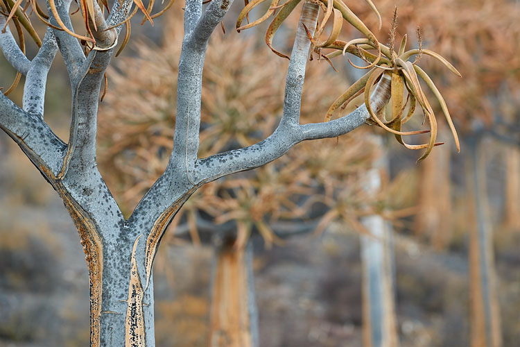 Quiver Tree