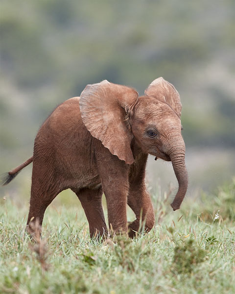 Baby African Elephant