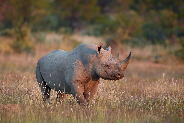 Black Rhinoceros