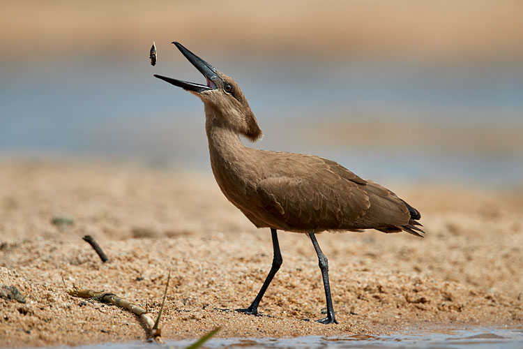 Hamerkop