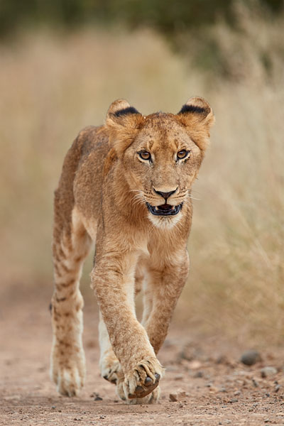 Lion Cub