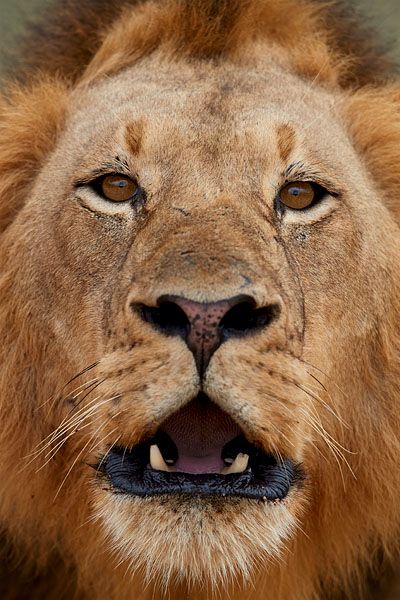 Lion Roaring