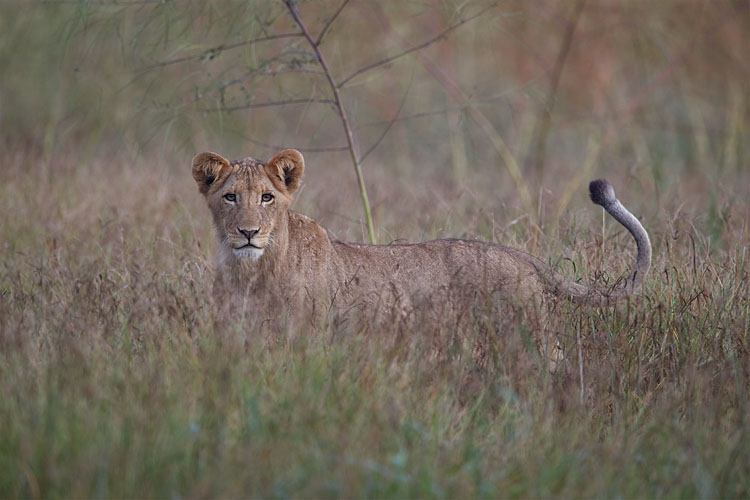 Lion Cub