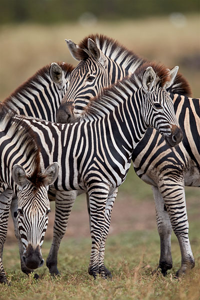 Chapman's Zebra