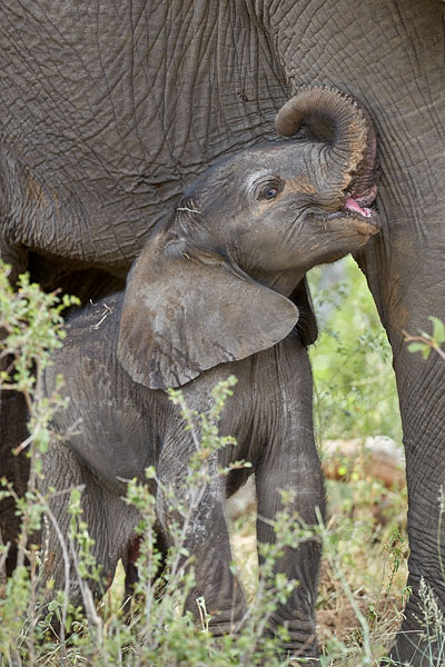 Baby African Elephant