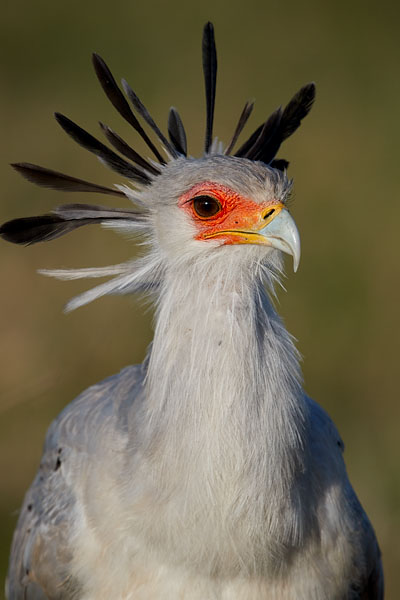 Secretarybird
