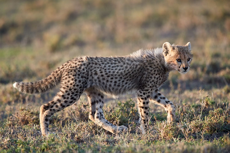 Cheetah Cub