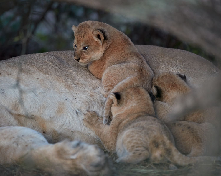 Lion Cubs