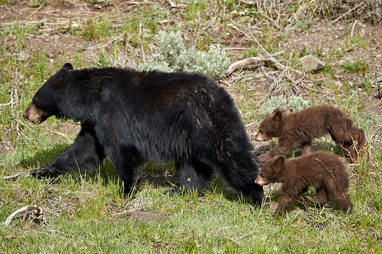 Black Bear Sow and Two Chocolate COYs