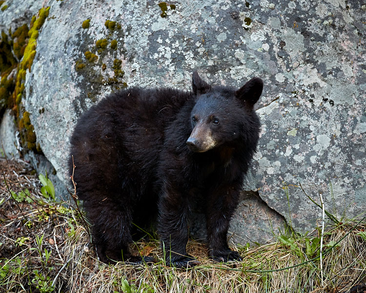 Black Bear Cub