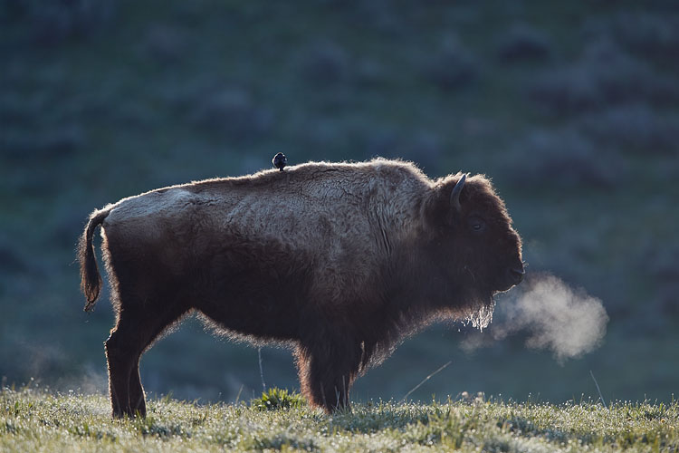 Bison Breath
