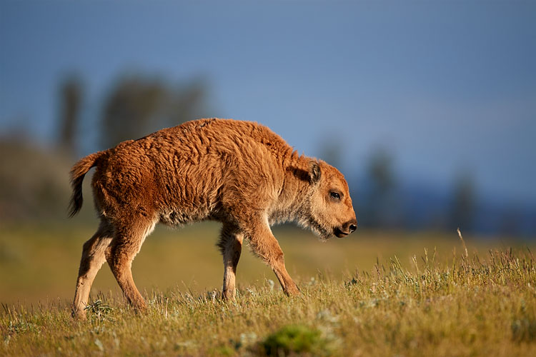 Bison Calf