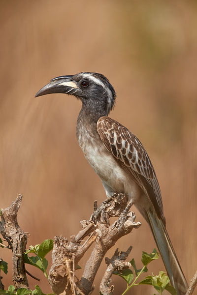 African Grey Hornbill