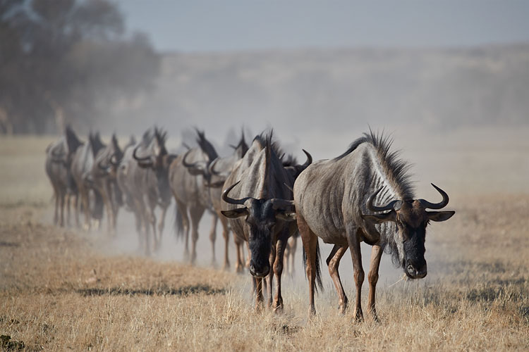 Line of Blue Wildebeest