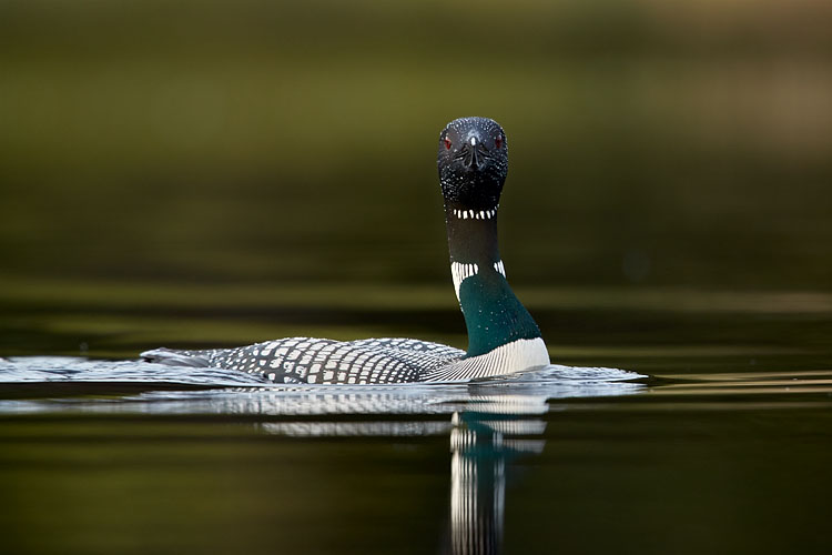 Common Loon