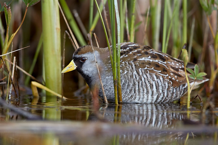 Sora