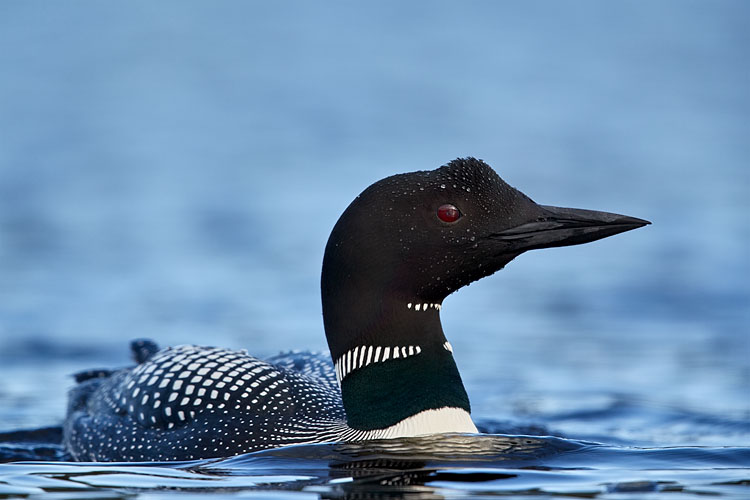 Common Loon