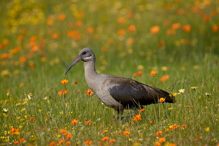 Hadeda Ibis