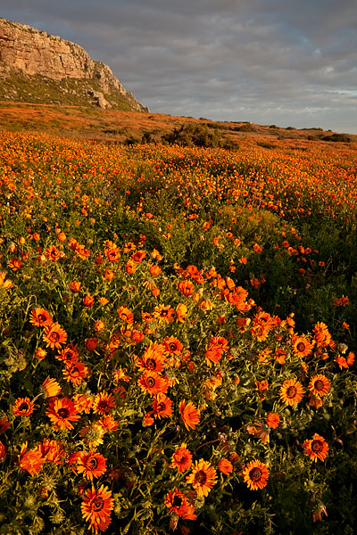 Namaqua Marigold