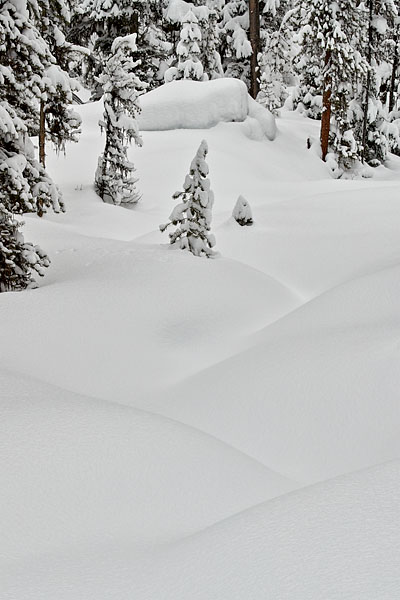 Snow And Evergreens