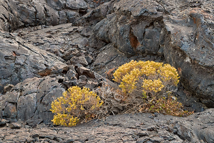 Rubber Rabbitbrush