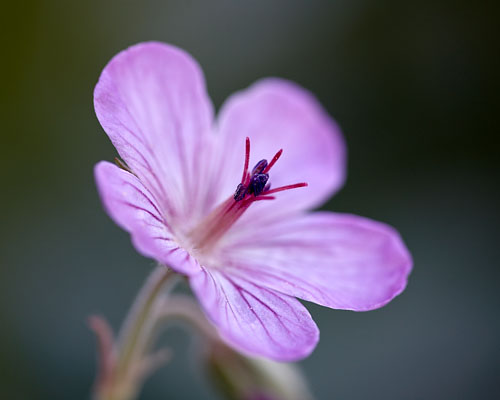 Sticky Geranium