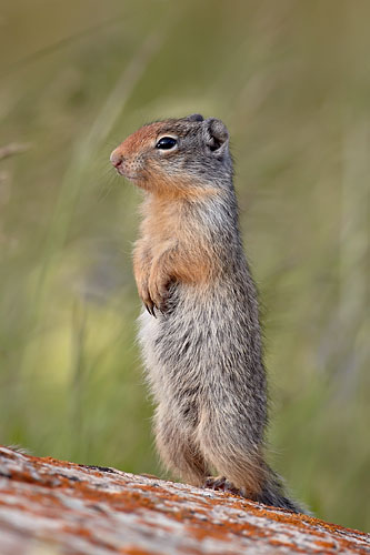 Columbian Ground Squirrel